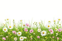 Spring grass with daisies and flowers spring daisy outdoors.