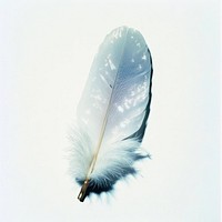 Photography glitter white feather delicate natural texture.