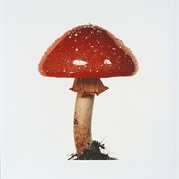 Photography glitter red mushroom background isolated fungus.