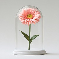 Pink gerbera flower glass dome.