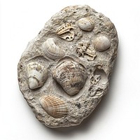 Beachrock with Shell Imprints seashells natural marine.