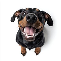 Doberman Pinscher dog puppy happy.