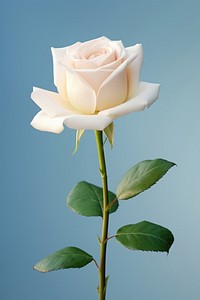 White rose background flower photography.