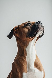 Boxer boxer dog background.