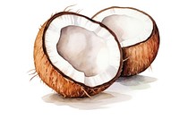 Coconut illustration watercolor fruit.