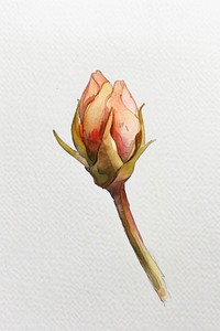 Tiny flower bud watercolor illustration botanical.