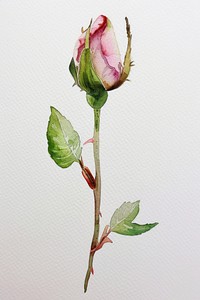 Tiny rose bud watercolor flower leaf.