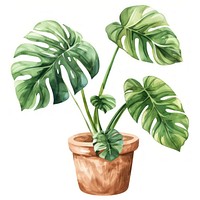 Monstera Albo white leaf in the pot leaves illustration monstera.