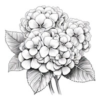 Black and white Hydrangea illustration drawing sketch.