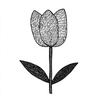 Tulip flower illustration drawing design.