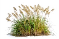 Clump of tall grass background isolated plant.