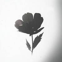 Cute flower silhouette black white.