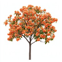 Orange spring flower tree flowers blooming plant.