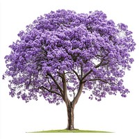 Real blooming Jacaranda tree blossoms purple illustration.