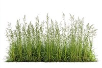 Grass bushes background isolated plant.