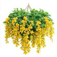 Real hanging flower bushes flowers leaves yellow.