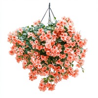 Real hanging flower bushes flowers arrangement chandelier.