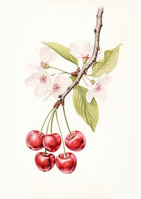 Cherry branch with flower cherry fruit illustration botanical.