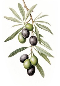 Olive branch illustration botanical leaves.