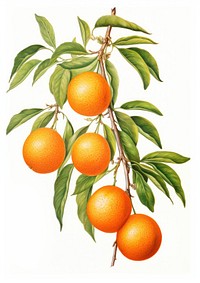 Orange illustration botanical realistic.