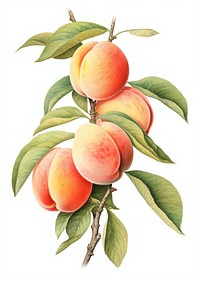 Peach branch fruit peach illustration.