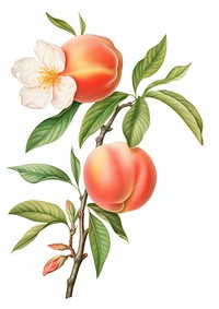 Peach branch with flower Peach fruit peach illustration.