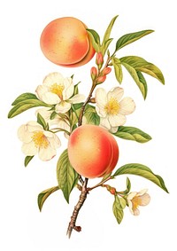 Peach branch with flower Peach fruit peach illustration.