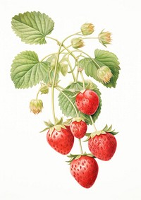 Strawberry Vine branch strawberry fruit illustration.