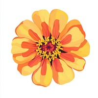 Real zinnia illustration flower petals.