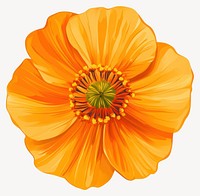 Real orange flower illustration petal asteraceae vector