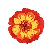 Real red yellow flower illustration colors petal.