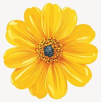 Real yellow flower illustration petals asteraceae vector