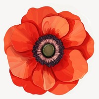 Real red flower illustration poppy petal vector