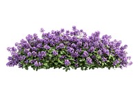 Lilac flower bed flowers garden plant.