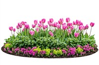 Pink spring flower bed flowers garden nature.