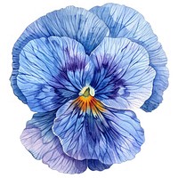 Blue Pansies flower pansy illustration watercolor.