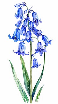 Bluebells flower flowers illustration watercolor.