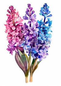 Hyacinths flower flowers illustration watercolor.