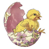 Yellow chick hatching egg illustration vintage.