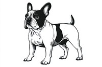 Black and white bulldog illustration animal art.