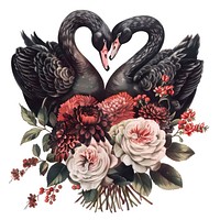 Couple of black swan swans illustration wedding.