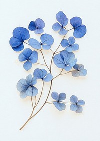 Real Pressed blue hortensia flowers pressed art.