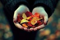 Leaves in their hands leaf colorful holding.