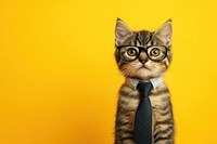 Cute kitten wearing glasses tie cat background.