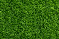 Grass texture for a football green background natural.