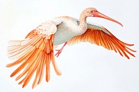 Ibis spreading wings illustration drawing bird.