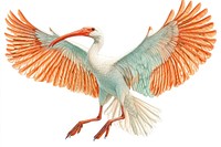 Ibis spreading wings illustration vibrant drawing.