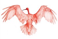 Ibis spreading wings illustration bird red.