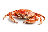 Boiled crab seafood background animal.