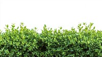 Green Shrub border hedge vegetation landscape.